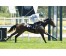  Carrera: G.P.Nacional Caballo: Roncal Monta: V.Janacek